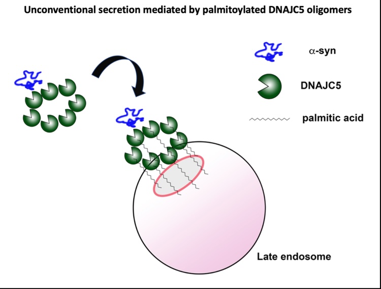 Unconventional Secretion