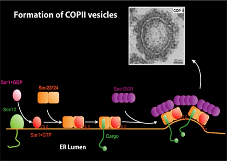 Vesicle Transport Early in the Secretory Pathway 