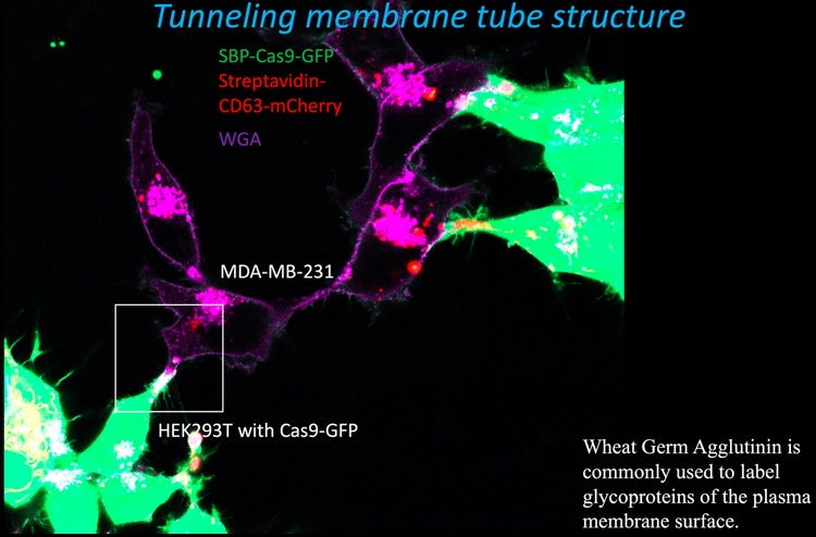 Exosomes and Intercellular Tubular Connections